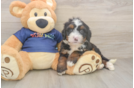 Little Mini Berniedoodle Poodle Mix Puppy