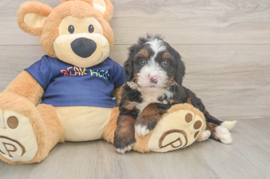 Little Mini Berniedoodle Poodle Mix Puppy