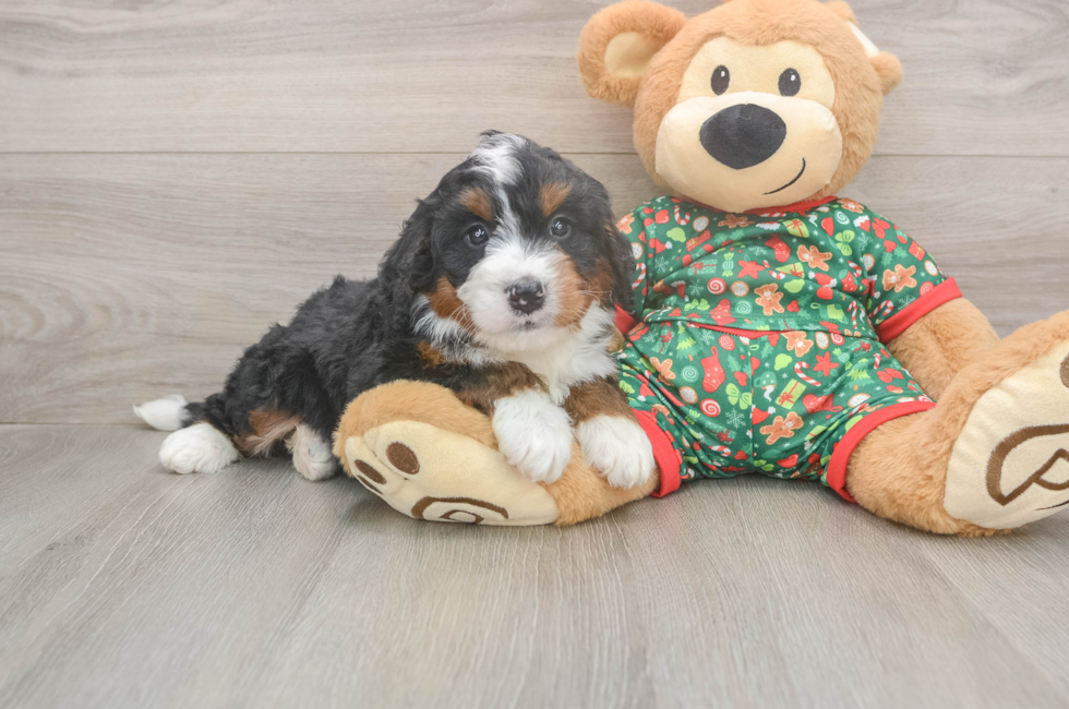5 week old Mini Bernedoodle Puppy For Sale - Seaside Pups