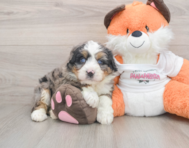 6 week old Mini Bernedoodle Puppy For Sale - Seaside Pups