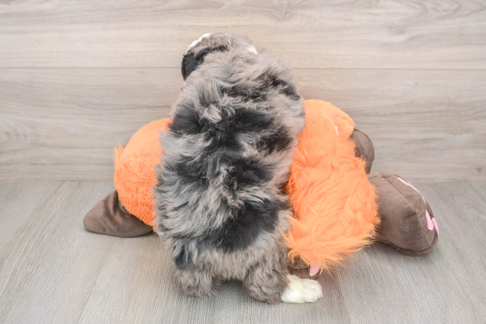 Friendly Mini Bernedoodle Baby