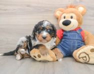 5 week old Mini Bernedoodle Puppy For Sale - Seaside Pups