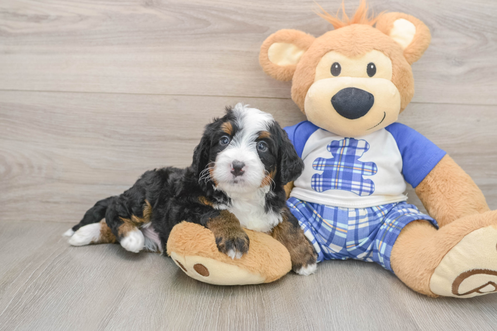 Happy Mini Bernedoodle Baby