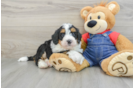 Friendly Mini Bernedoodle Baby