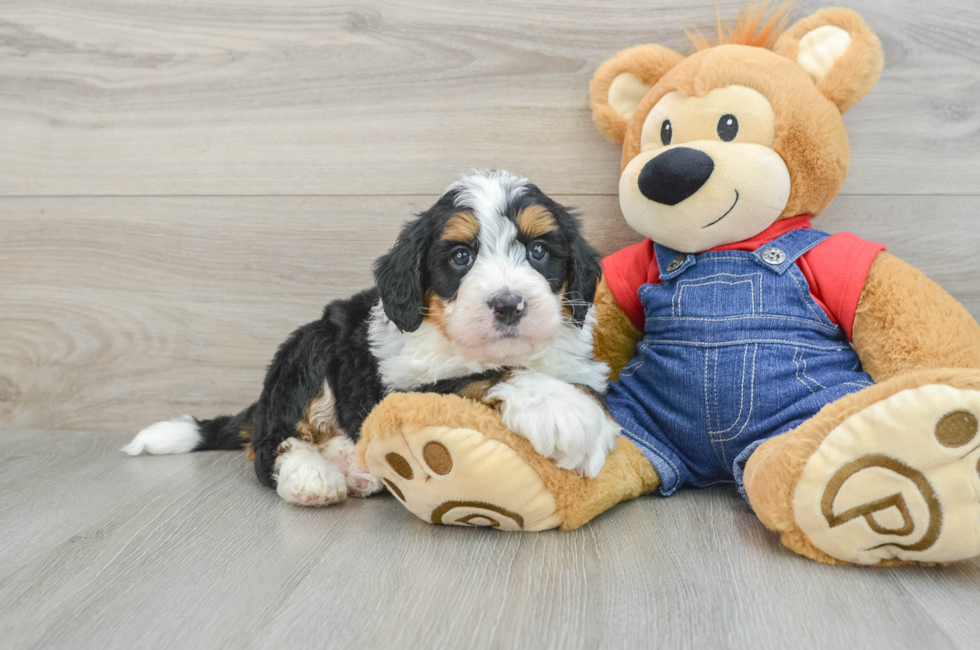 5 week old Mini Bernedoodle Puppy For Sale - Seaside Pups