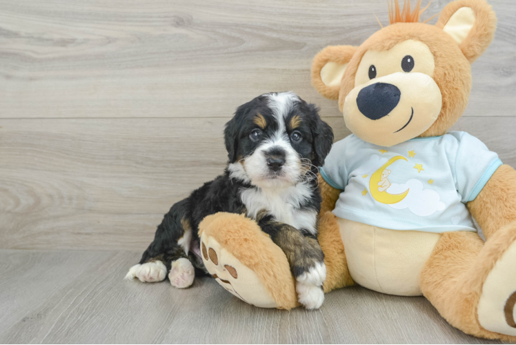 Best Mini Bernedoodle Baby