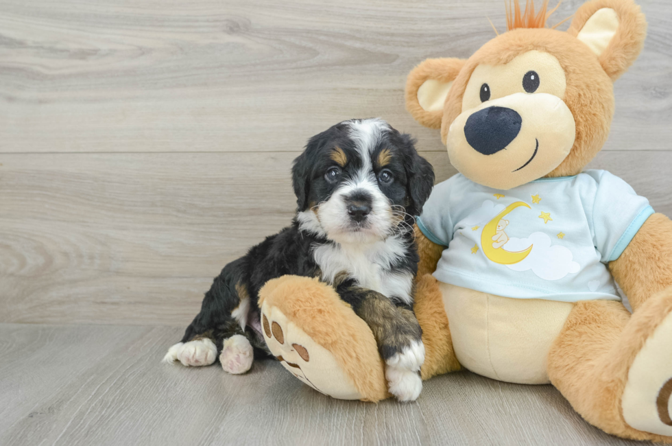 8 week old Mini Bernedoodle Puppy For Sale - Seaside Pups