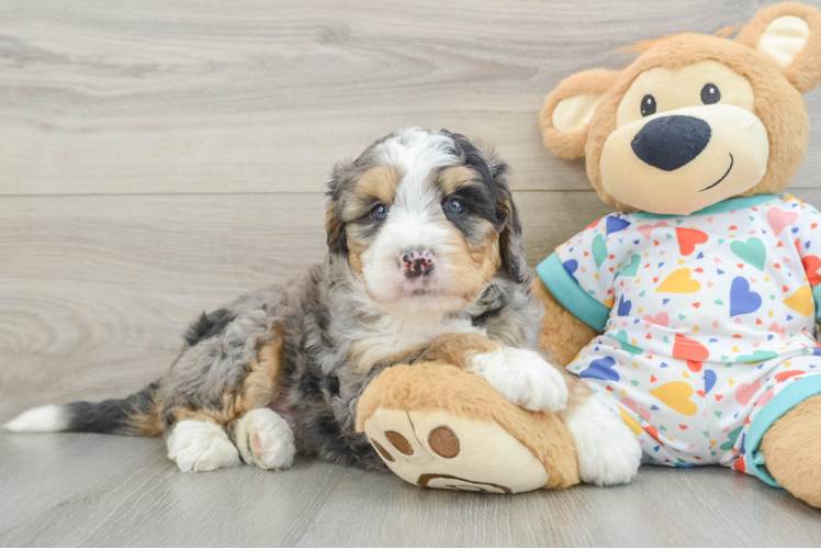 Best Mini Bernedoodle Baby