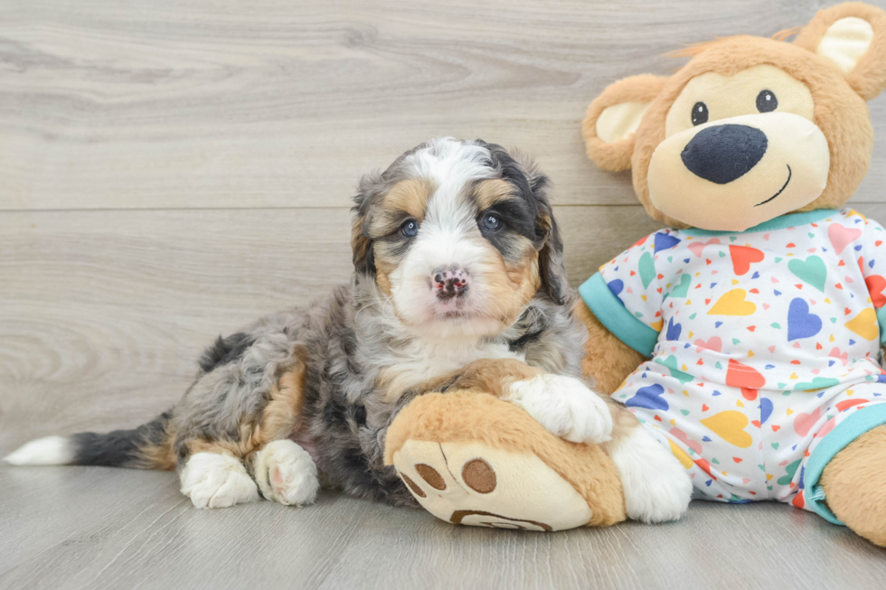 Best Mini Bernedoodle Baby