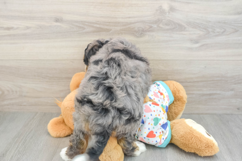 Smart Mini Bernedoodle Poodle Mix Pup