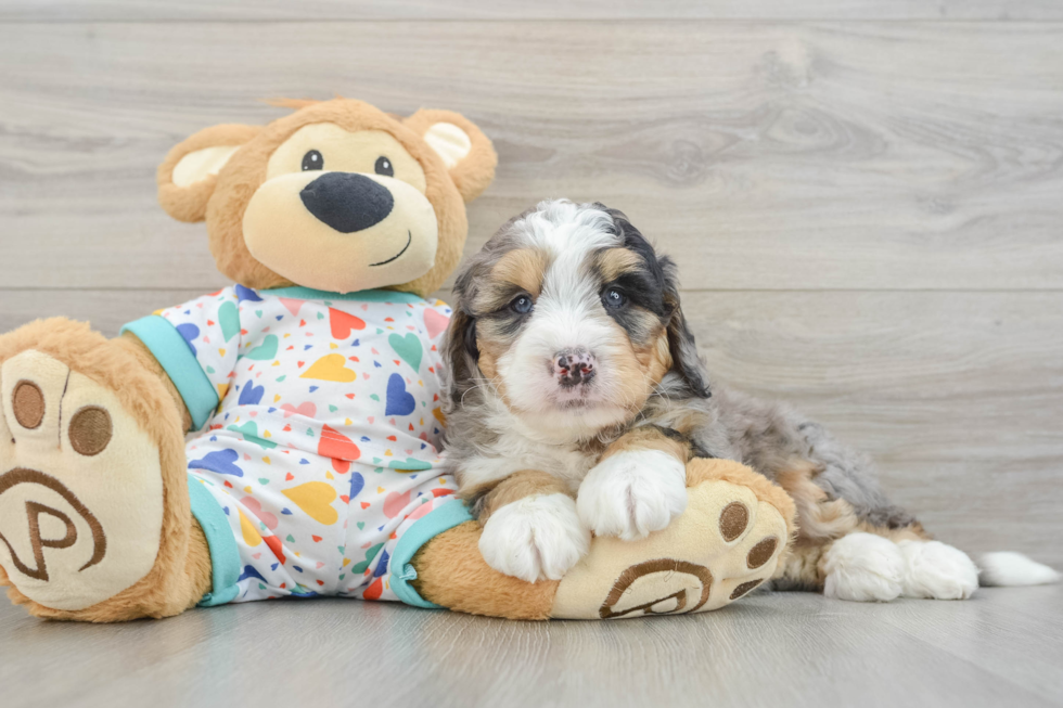 Best Mini Bernedoodle Baby
