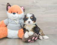 6 week old Mini Bernedoodle Puppy For Sale - Seaside Pups