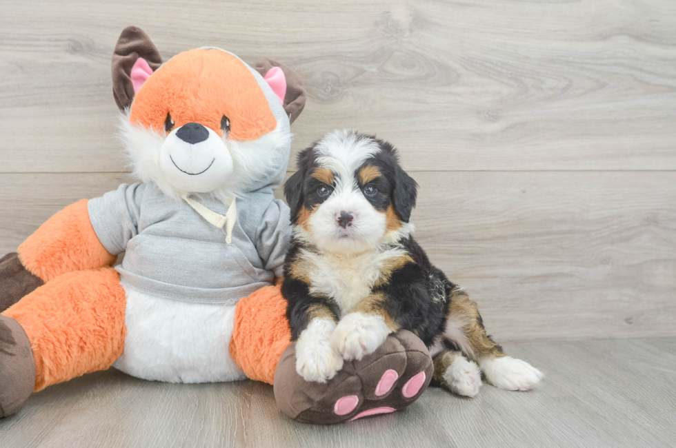 6 week old Mini Bernedoodle Puppy For Sale - Seaside Pups