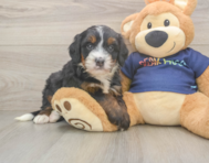 6 week old Mini Bernedoodle Puppy For Sale - Seaside Pups