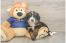 Small Mini Bernedoodle Baby