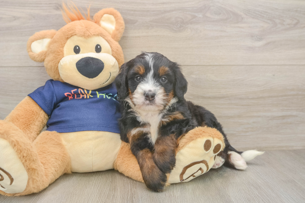 Small Mini Bernedoodle Baby