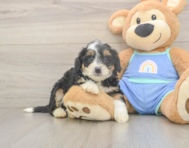 6 week old Mini Bernedoodle Puppy For Sale - Seaside Pups