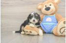 Mini Bernedoodle Pup Being Cute