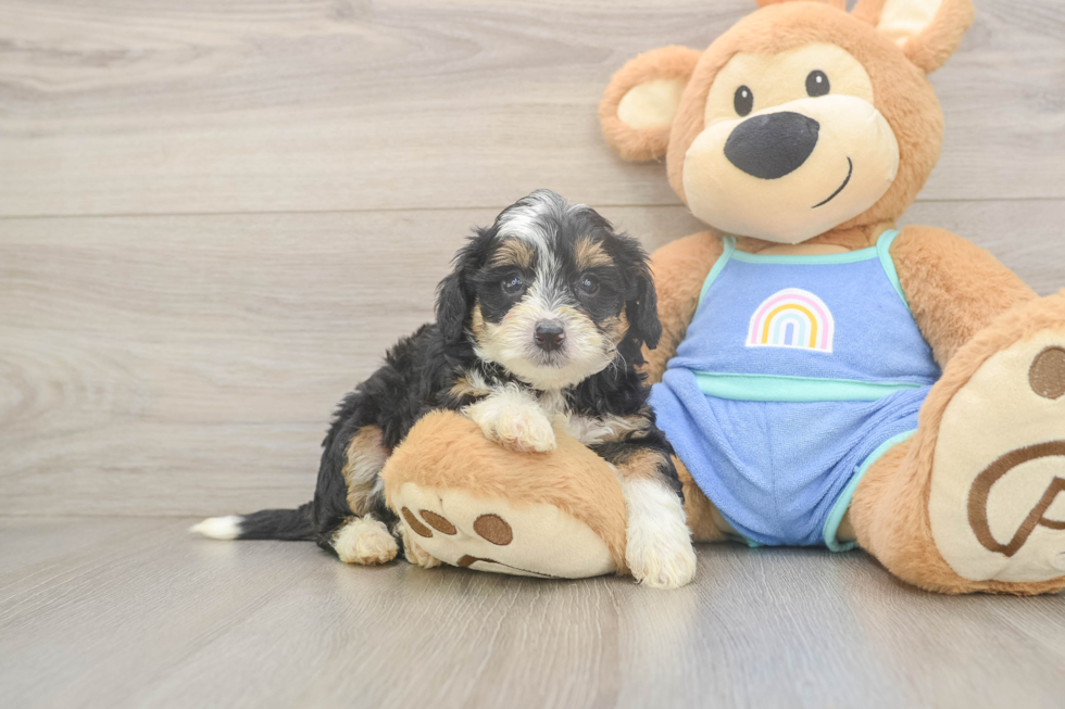 Mini Bernedoodle Pup Being Cute
