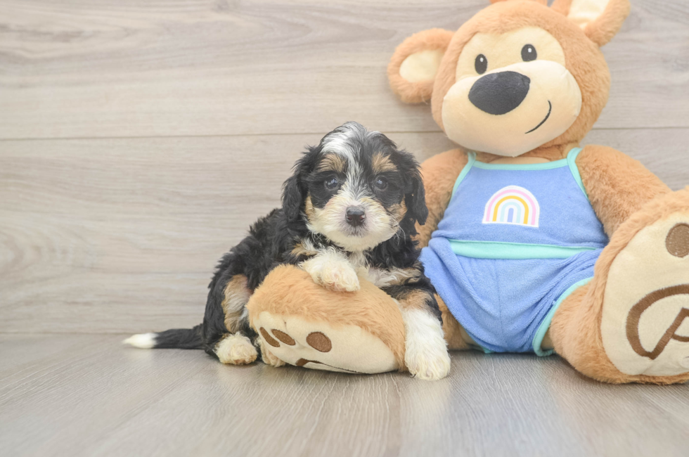 5 week old Mini Bernedoodle Puppy For Sale - Seaside Pups