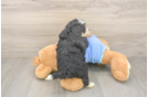 Mini Bernedoodle Puppy for Adoption