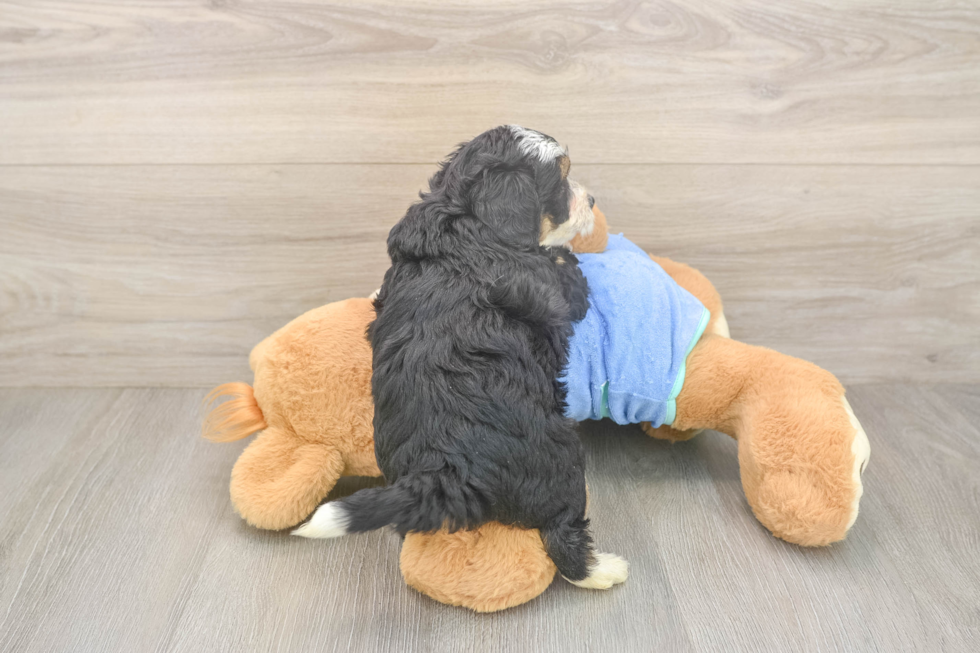 Mini Bernedoodle Puppy for Adoption