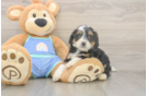 Mini Bernedoodle Pup Being Cute