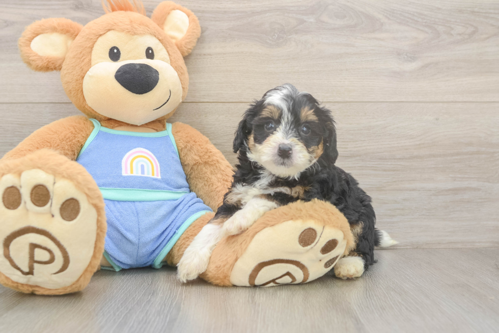 Mini Bernedoodle Pup Being Cute