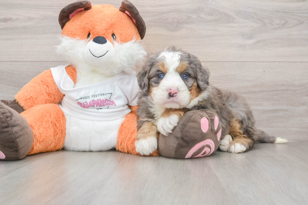 Little Mini Bernepoo Poodle Mix Puppy