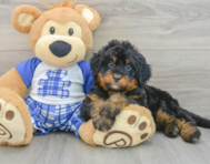 7 week old Mini Bernedoodle Puppy For Sale - Seaside Pups