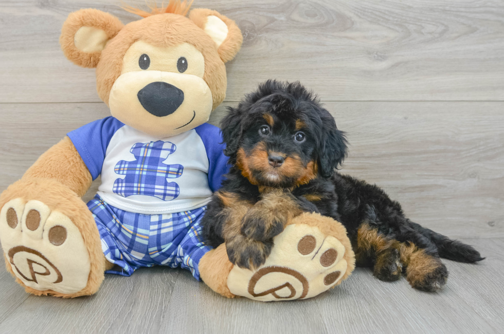 6 week old Mini Bernedoodle Puppy For Sale - Seaside Pups