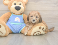 6 week old Mini Bernedoodle Puppy For Sale - Seaside Pups