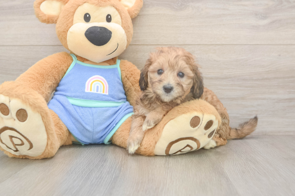 5 week old Mini Bernedoodle Puppy For Sale - Seaside Pups