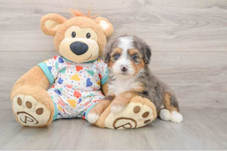 Mini Bernedoodle Puppy for Adoption
