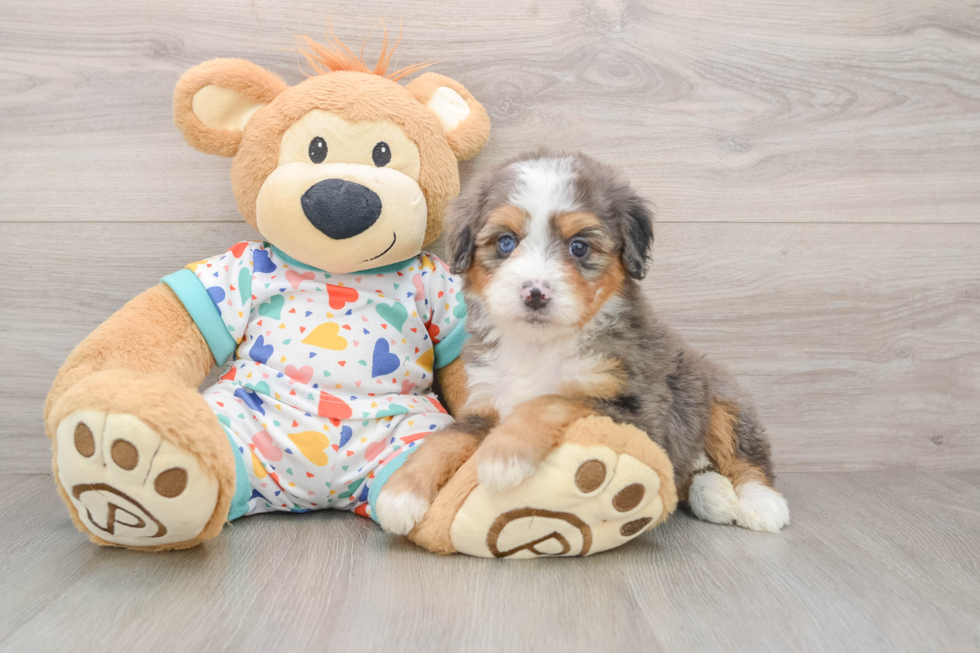 Mini Bernedoodle Puppy for Adoption