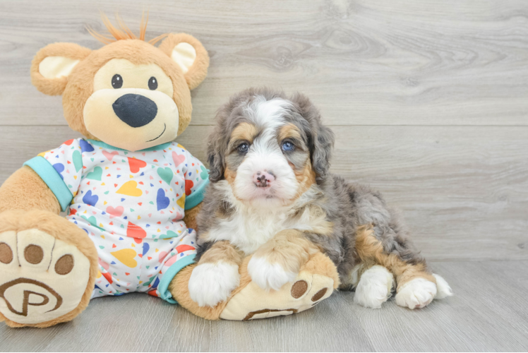 Hypoallergenic Mini Bernadoodle Poodle Mix Puppy