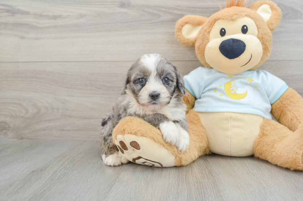 7 week old Mini Bernedoodle Puppy For Sale - Seaside Pups