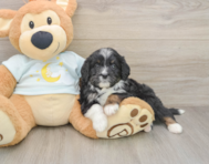 7 week old Mini Bernedoodle Puppy For Sale - Seaside Pups
