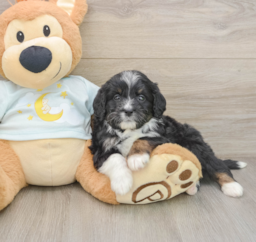 7 week old Mini Bernedoodle Puppy For Sale - Seaside Pups