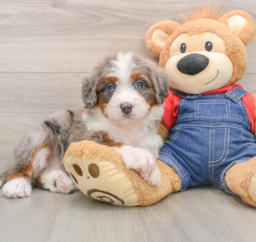 6 week old Mini Bernedoodle Puppy For Sale - Seaside Pups