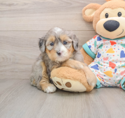 6 week old Mini Bernedoodle Puppy For Sale - Seaside Pups