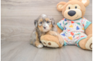 Hypoallergenic Mini Bernesedoodle Poodle Mix Puppy