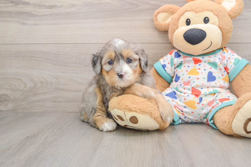 Hypoallergenic Mini Bernesedoodle Poodle Mix Puppy
