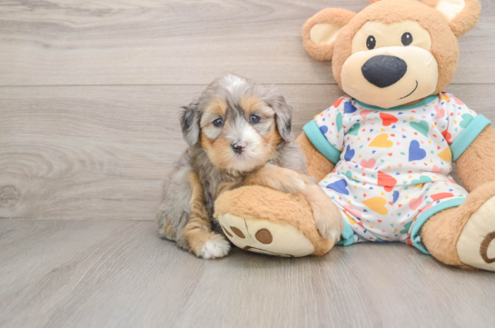 Hypoallergenic Mini Bernesedoodle Poodle Mix Puppy