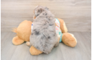 Smart Mini Bernedoodle Poodle Mix Pup