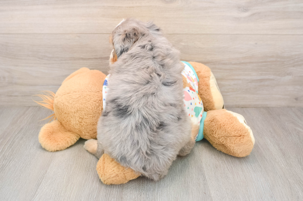 Smart Mini Bernedoodle Poodle Mix Pup