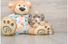 Mini Bernedoodle Puppy for Adoption