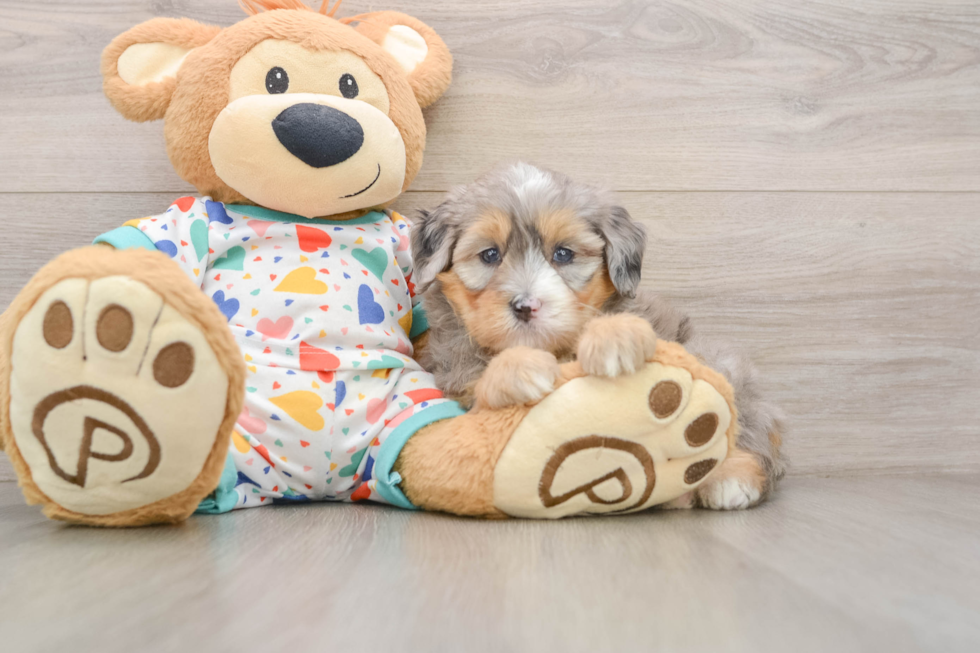 Mini Bernedoodle Puppy for Adoption