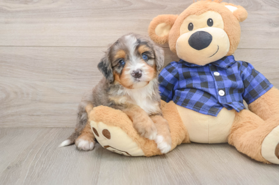 DAENAREYS, a Mini Bernedoodle littermate