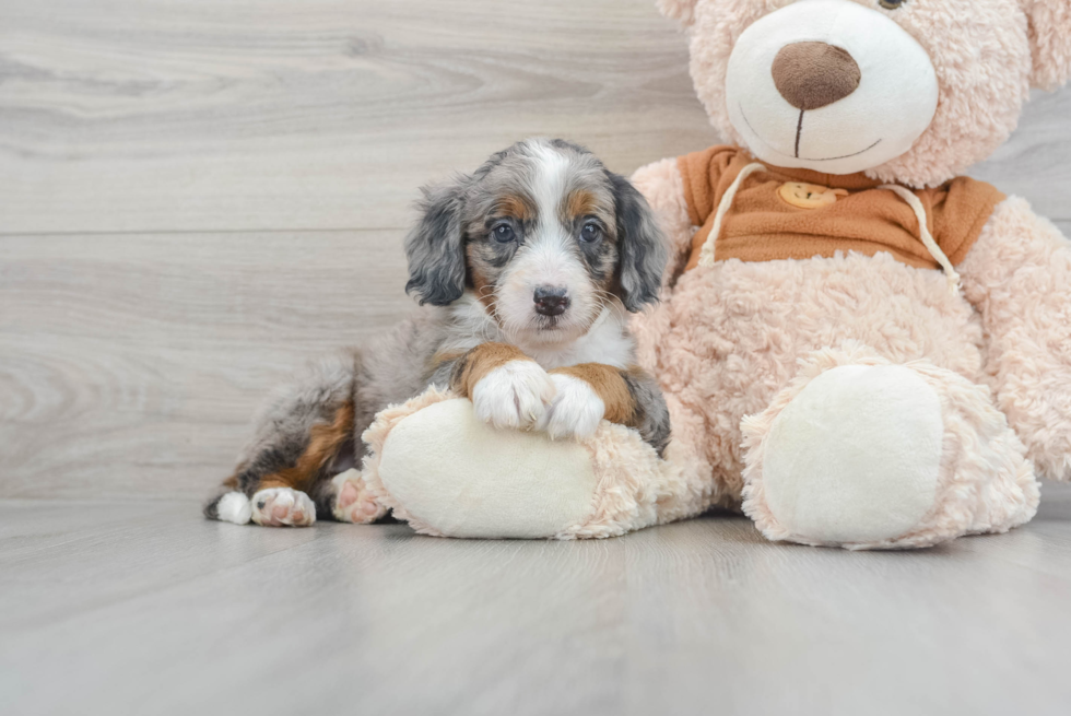 Petite Mini Bernedoodle Poodle Mix Pup